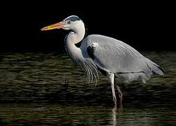 Grey Heron