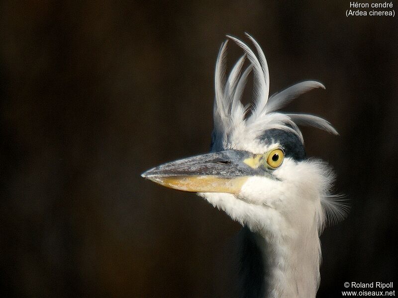 Grey Heronadult post breeding