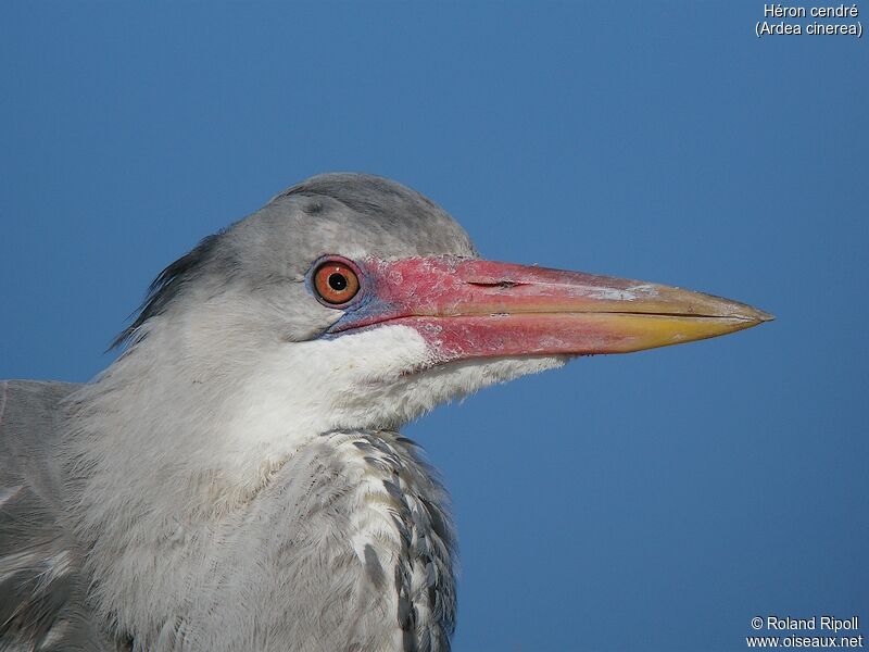 Grey Heronadult breeding