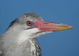 Grey Heron