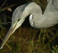 Grey Heron