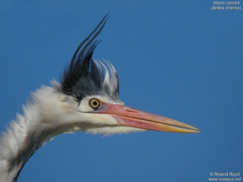 Grey Heronadult breeding