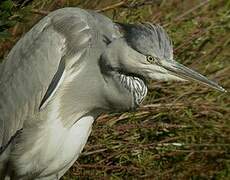 Grey Heron