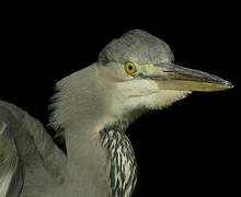 Grey Heron