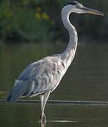 Grey Heron