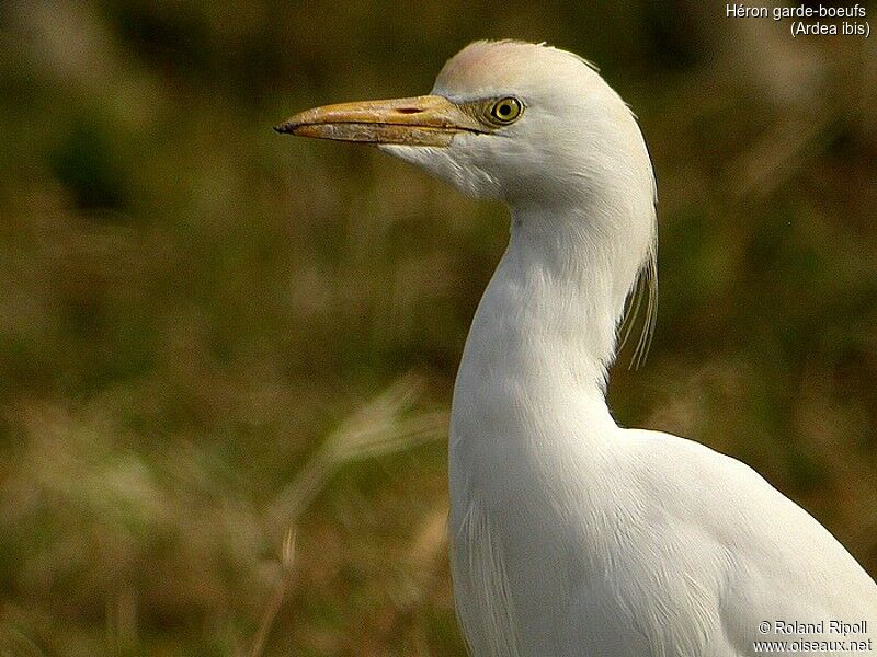 Western Cattle Egret