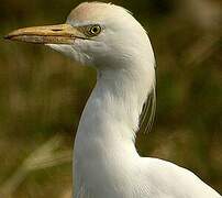 Western Cattle Egret