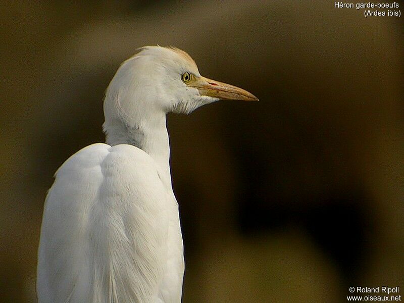 Western Cattle Egret