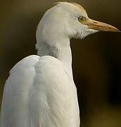 Western Cattle Egret