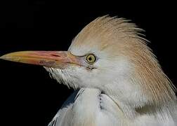 Western Cattle Egret