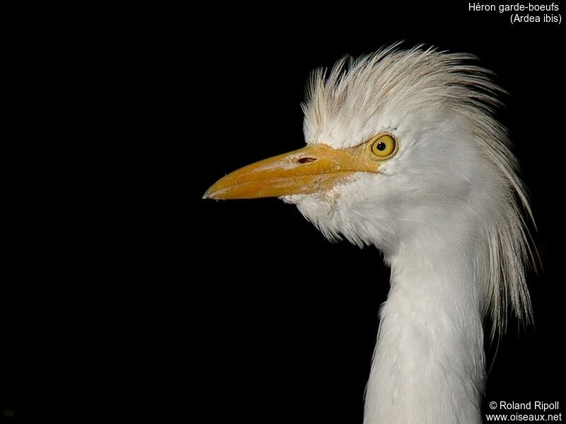 Western Cattle Egret