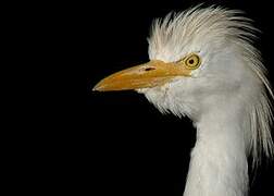 Western Cattle Egret