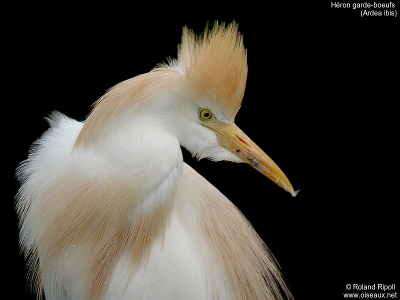 Western Cattle Egret