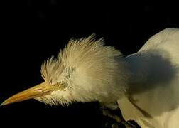 Western Cattle Egret