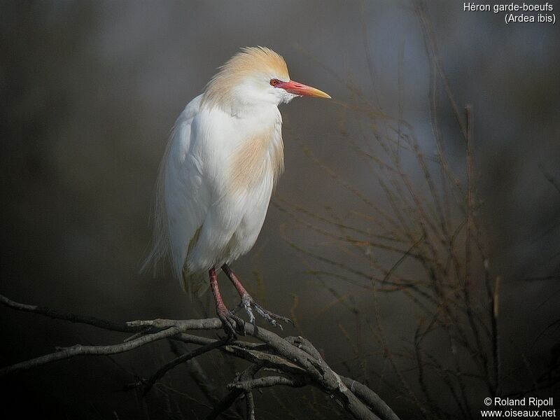 Western Cattle Egret