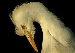 Western Cattle Egret