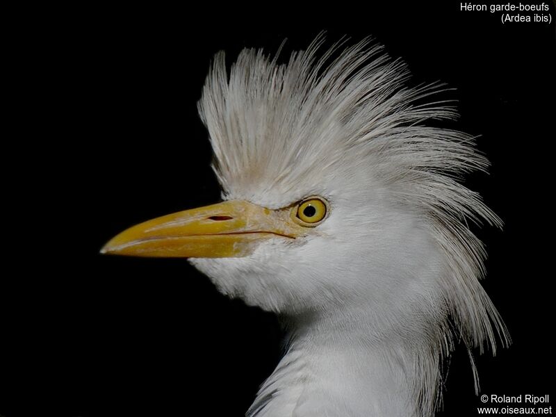 Western Cattle Egret