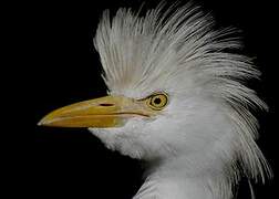 Western Cattle Egret