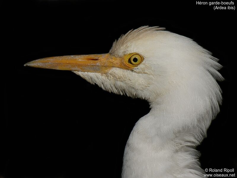 Western Cattle Egret