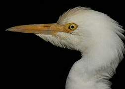 Western Cattle Egret