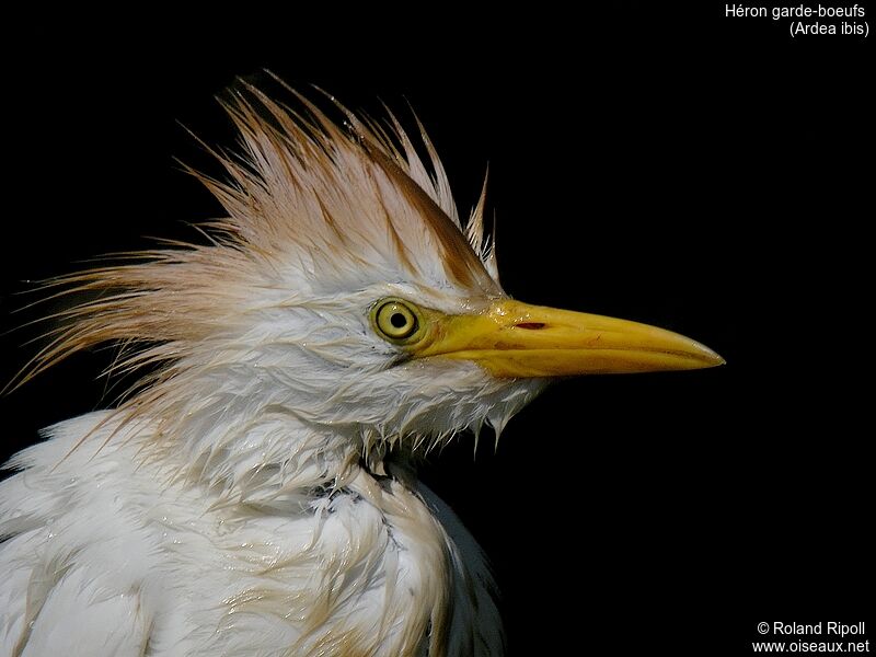 Western Cattle Egret