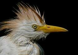 Western Cattle Egret