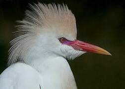 Western Cattle Egret