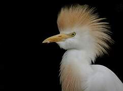 Western Cattle Egret