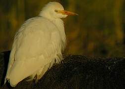 Western Cattle Egret