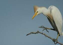 Western Cattle Egret