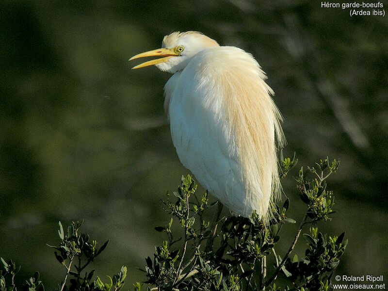 Western Cattle Egret