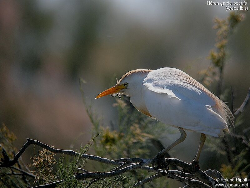 Western Cattle Egret