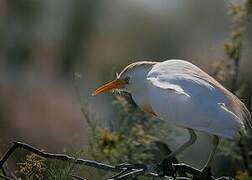 Western Cattle Egret