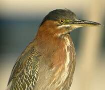 Green Heron