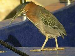 Green Heron