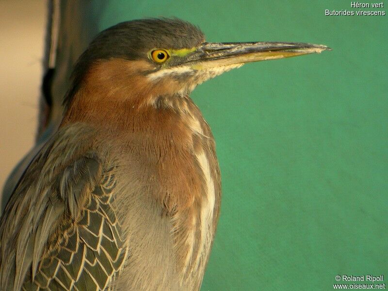 Green Heronadult