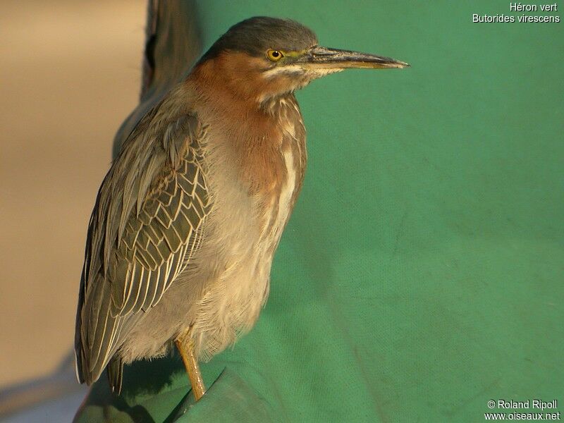 Green Heronadult