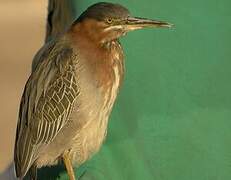 Green Heron