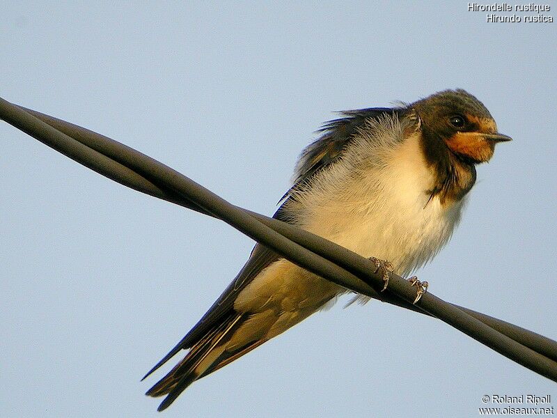 Barn Swallowadult breeding