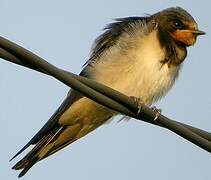 Barn Swallow