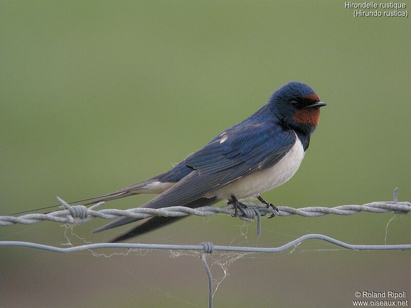 Hirondelle rustique, identification