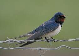 Barn Swallow