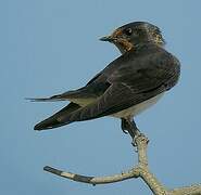 Barn Swallow