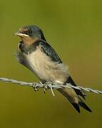 Barn Swallow