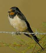 Barn Swallow