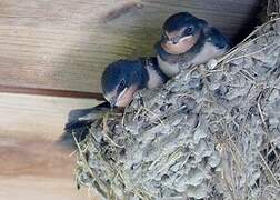 Barn Swallow