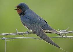 Barn Swallow