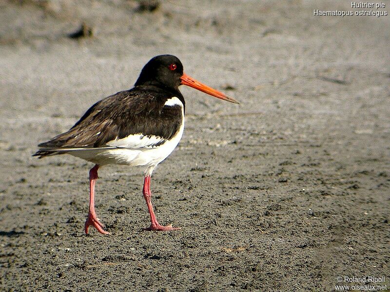 Eurasian Oystercatcheradult breeding