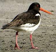 Eurasian Oystercatcher