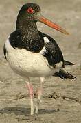 Eurasian Oystercatcher